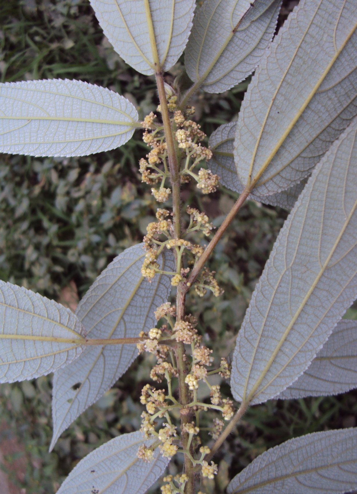 Дебрегеассия Эдулис