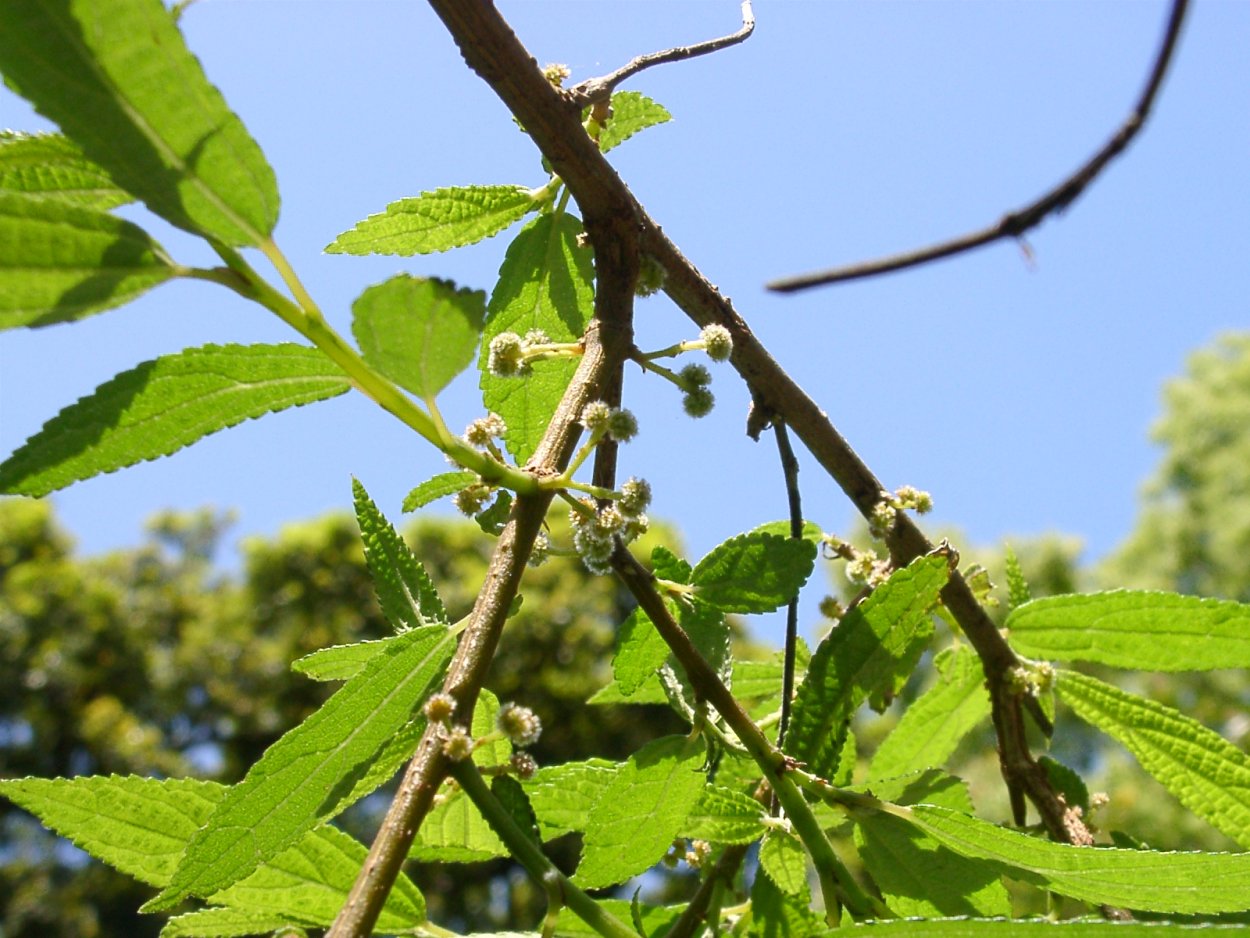Жимолость Волчья ягода