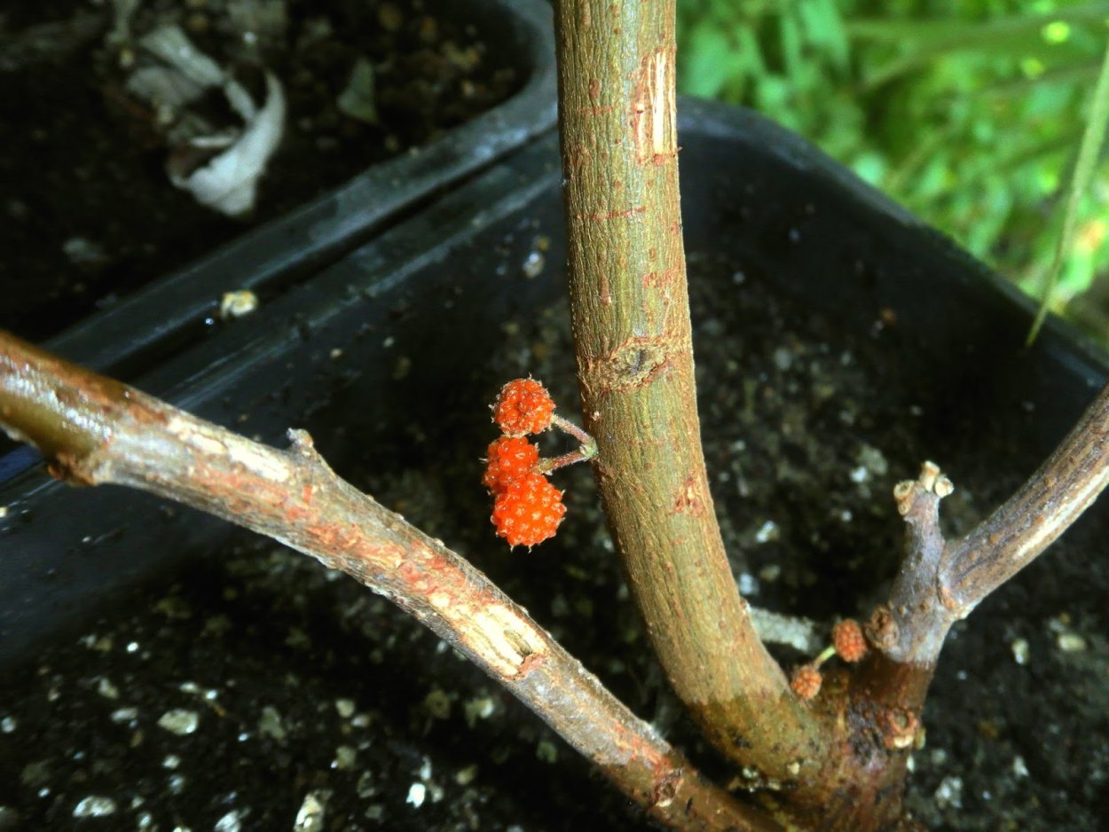 Калина (Viburnum) плод