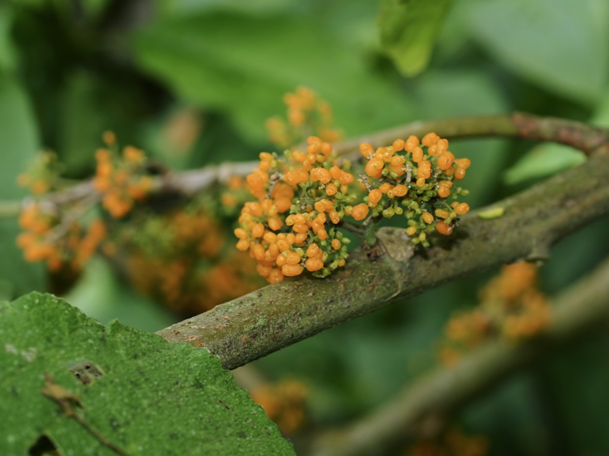 Дебрегеасия