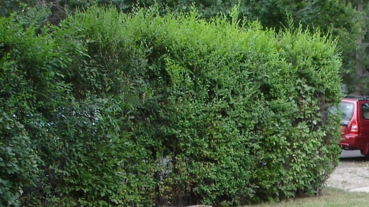 Вяз мелколистный кустарник