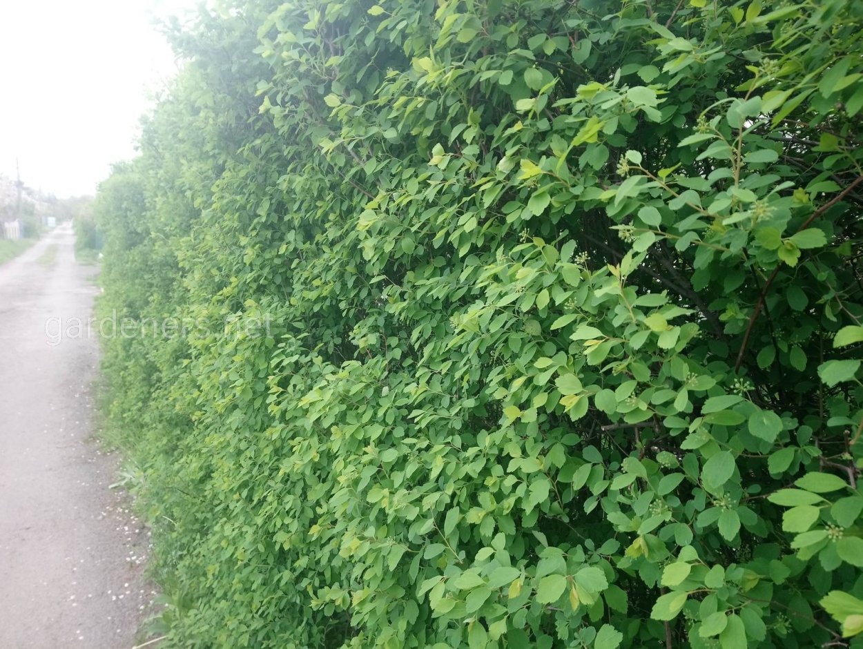 Липа мелколистная Живая изгородь