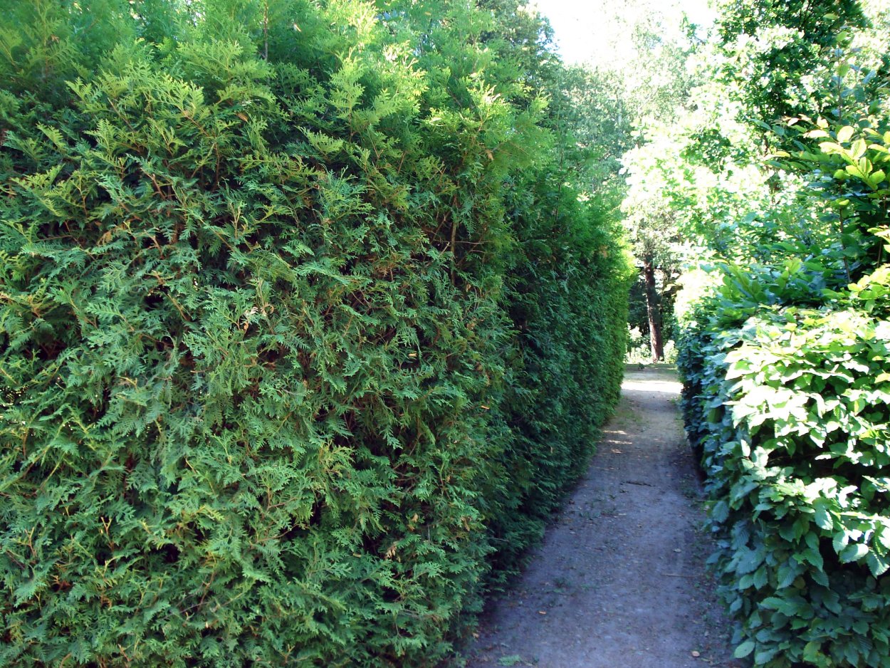 Ильм мелколистный Живая изгородь