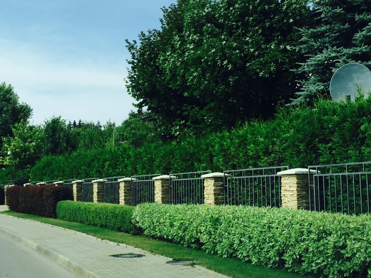 Carpinus betulus изгородь