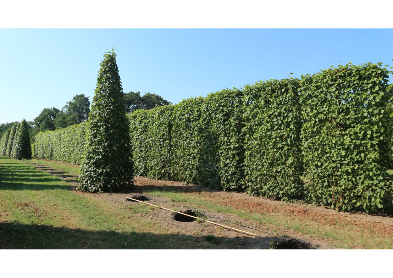 Липа мелколистная Живая изгородь