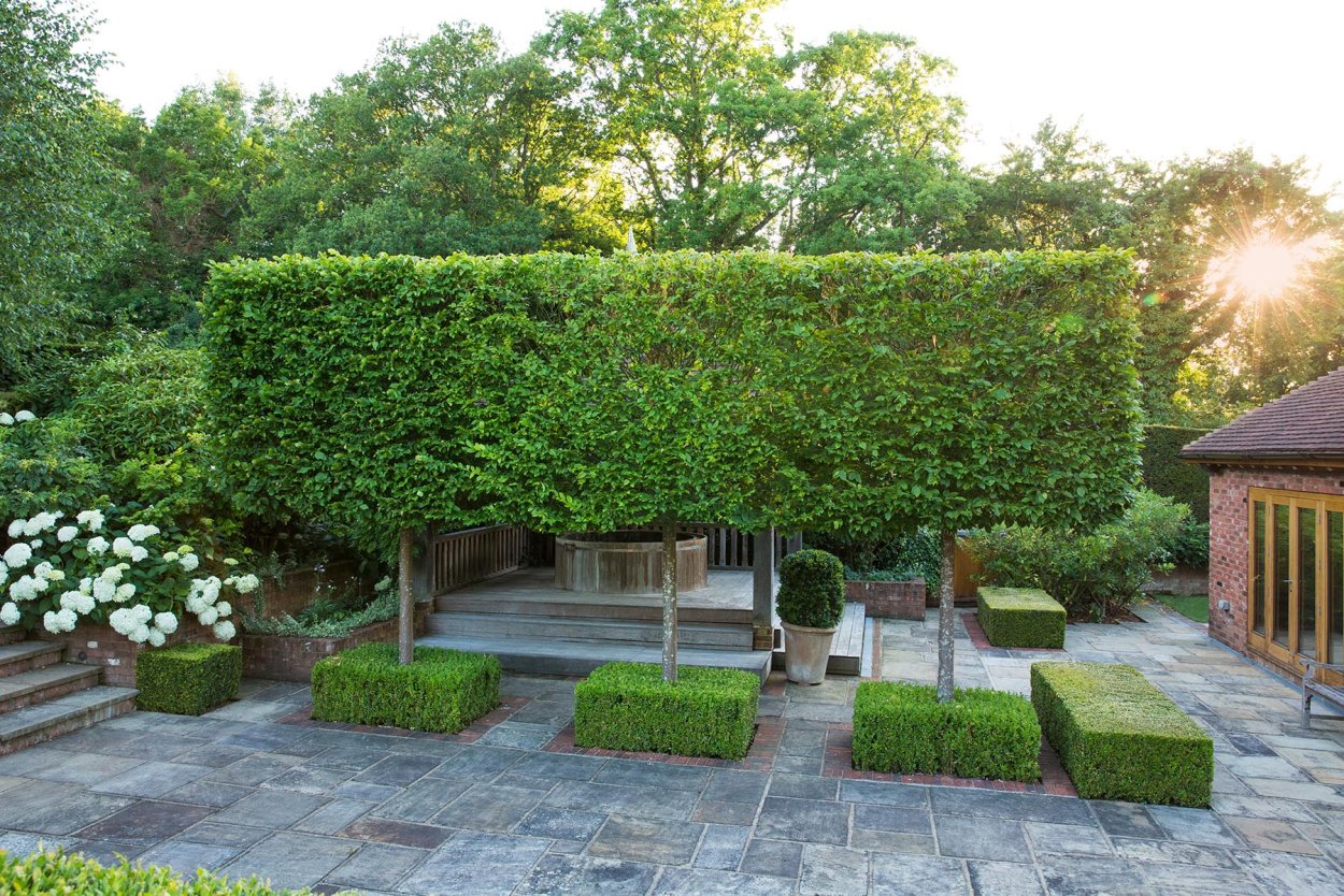 Липа мелколистная Живая изгородь