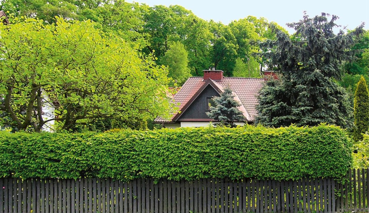 Боярышник сливолистный Живая изгородь