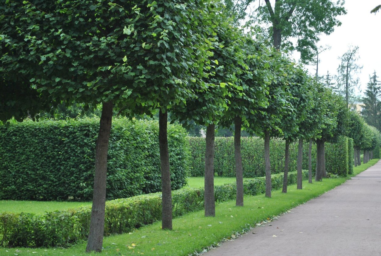 Липа мелколистная Живая изгородь