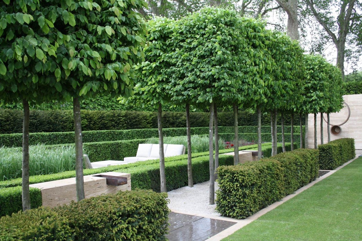 Граб Живая изгородь