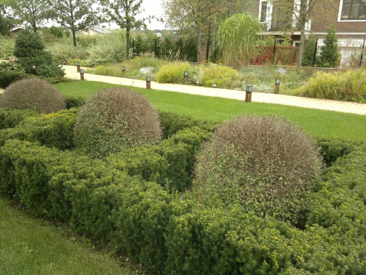 Живая изгородь из липы мелколистной