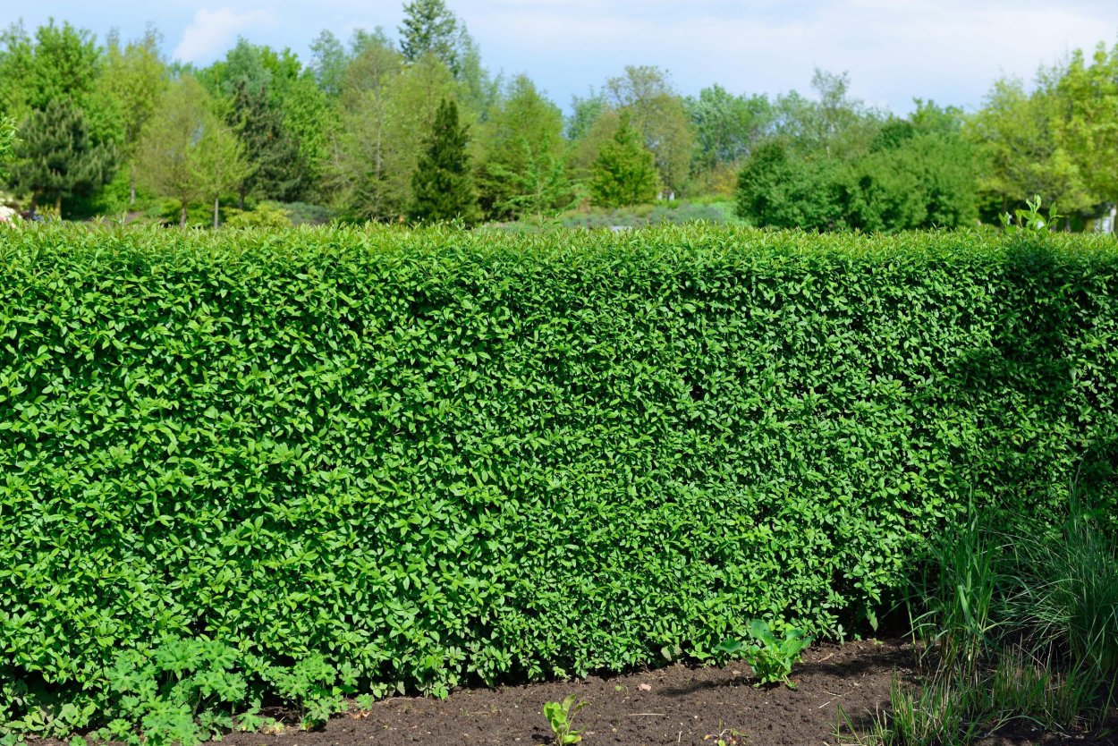 Липа мелколистная Живая изгородь