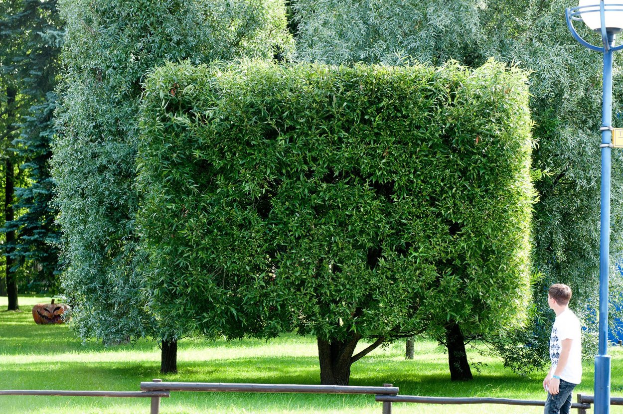 Липа мелколистная формованная