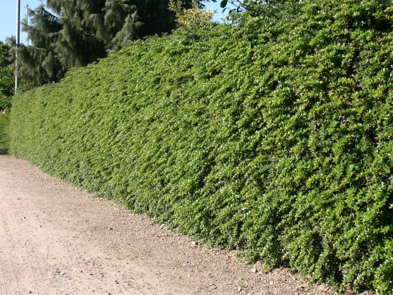 Барбарис Тунберга Мария Живая изгородь