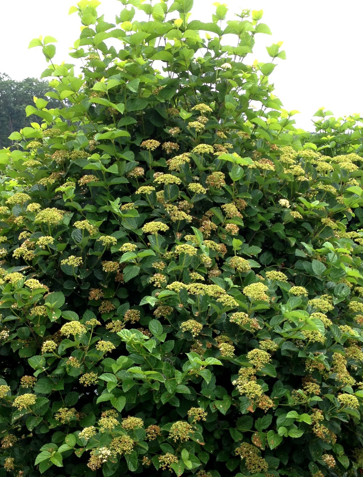 Липа европейская Паллида шпалера