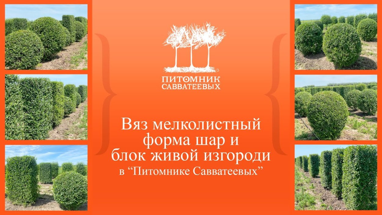 Питомник Савватеевых в Шаховской