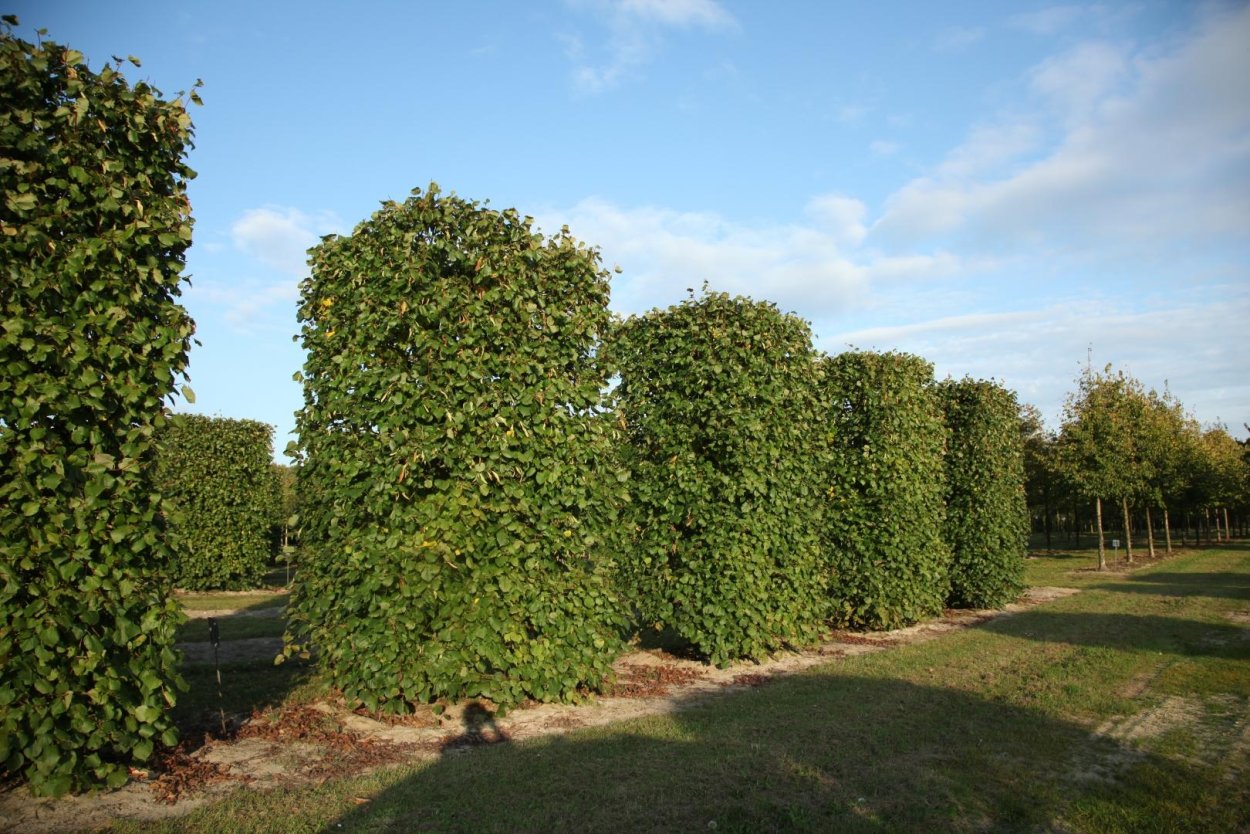 Бирючина обыкновенная (Ligustrum vulgare)