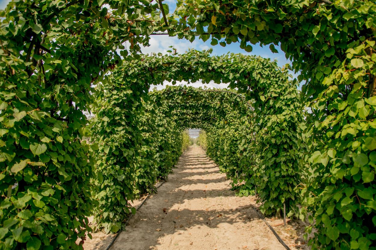 Carpinus betulus изгородь