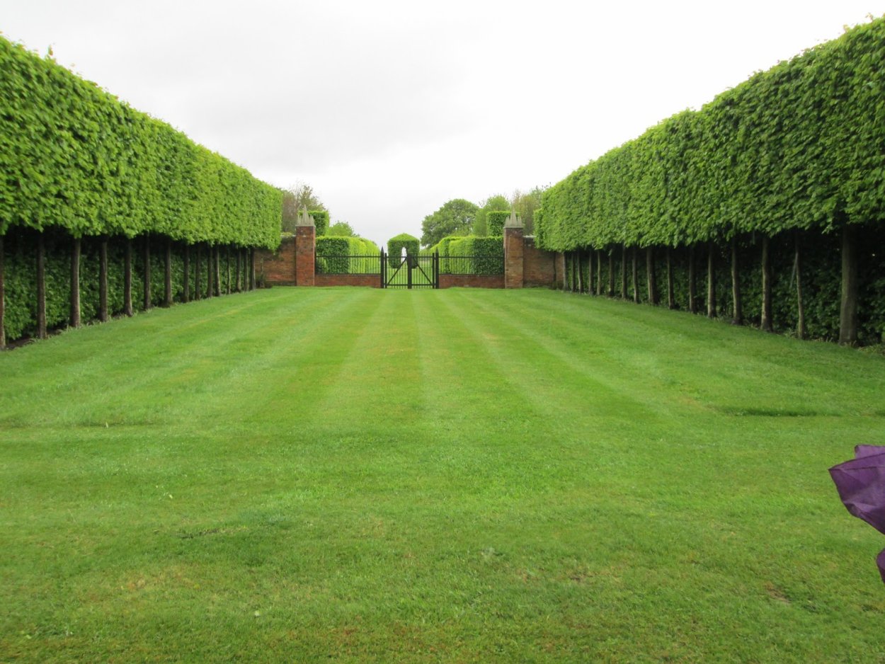 Липа Паллида ландшафт