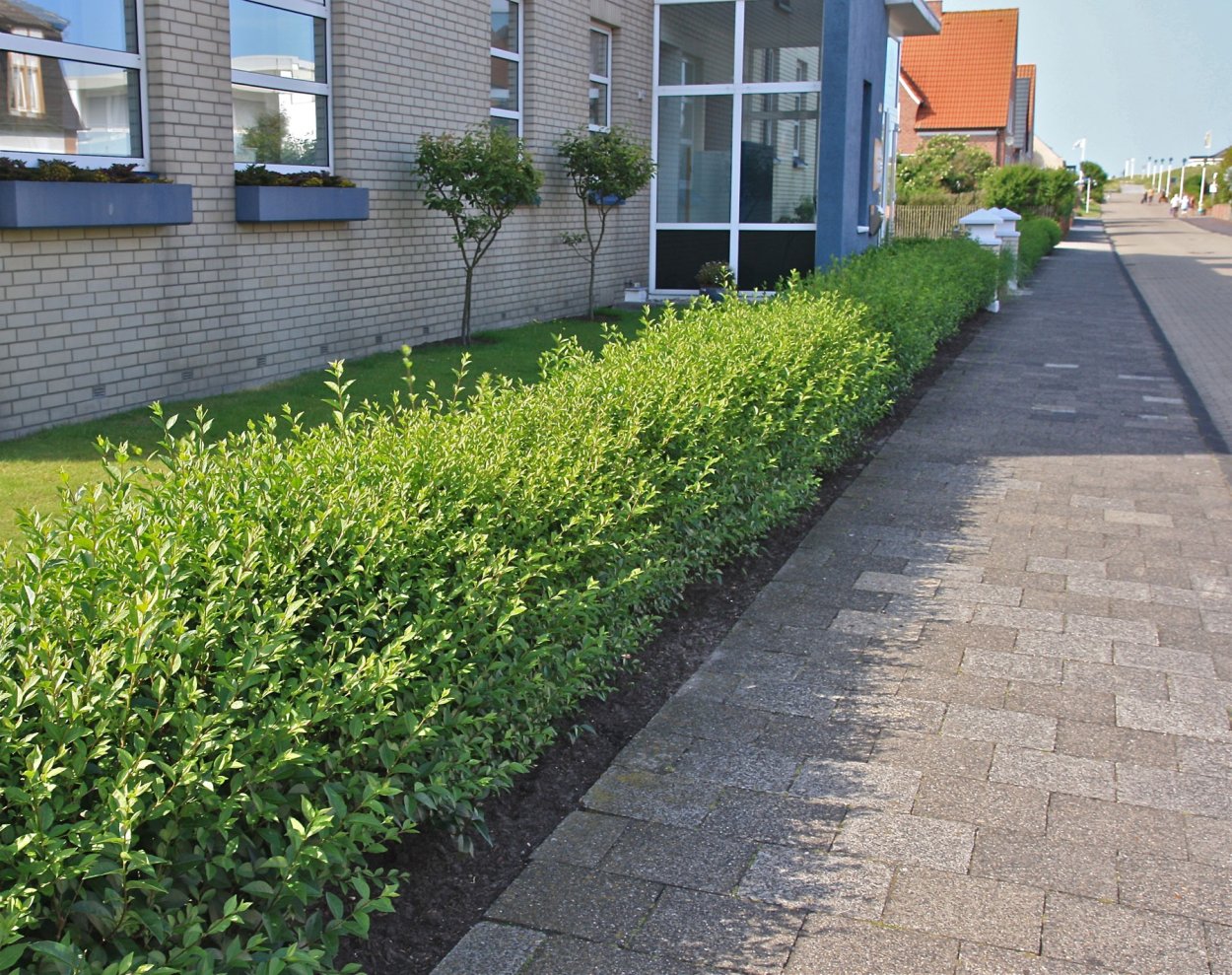 Туя Даника изгородь