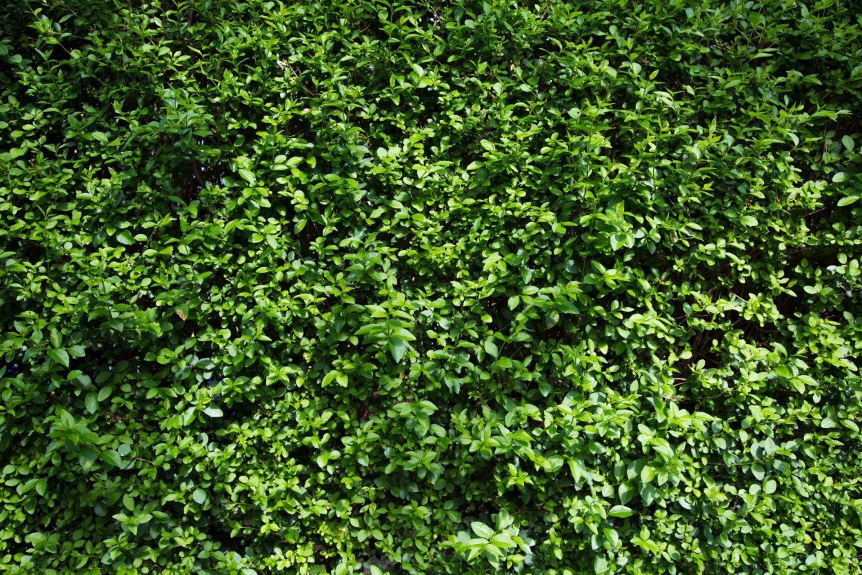 Изгородь из туи Даника