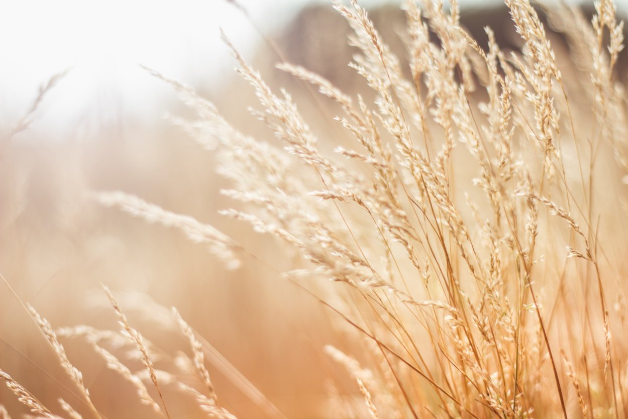 Поле колоски панорама