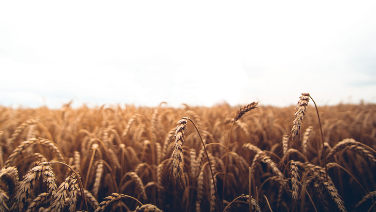 Пшеничное поле человек