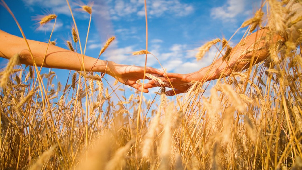 Поле пшеницы