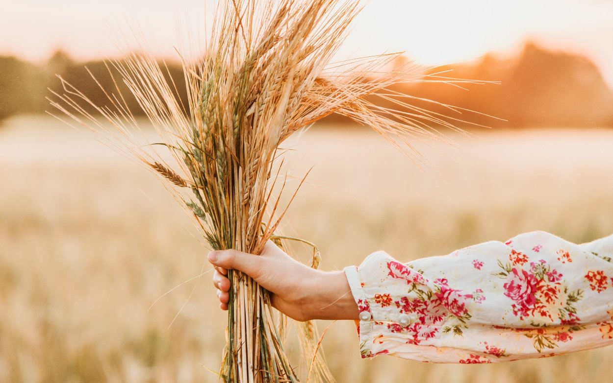 Поле пшеницы ночью