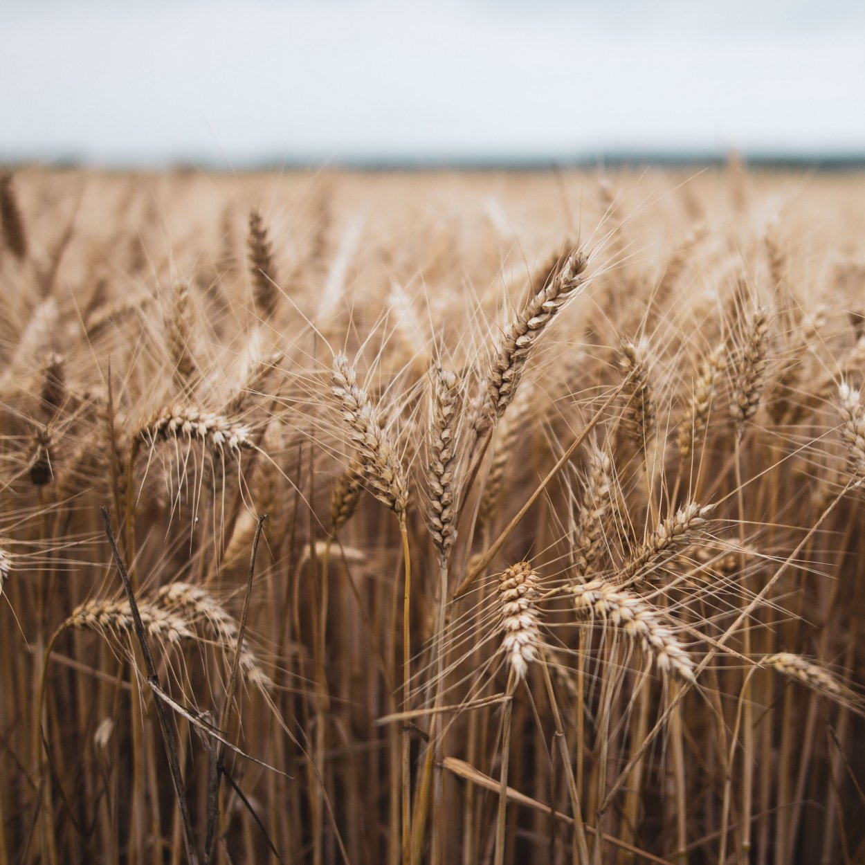 Пшеница Эстетика