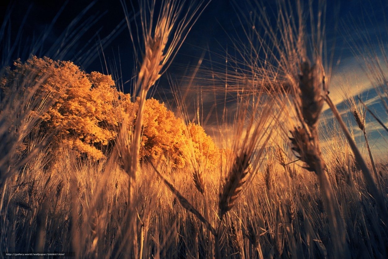 Девушка с колосьями пшеницы