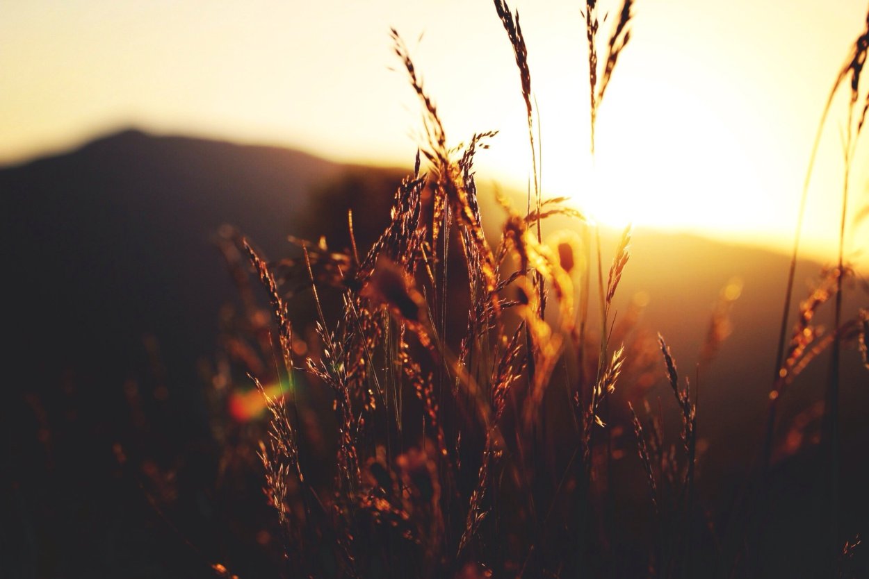 Хлебные поля Краснодарского края