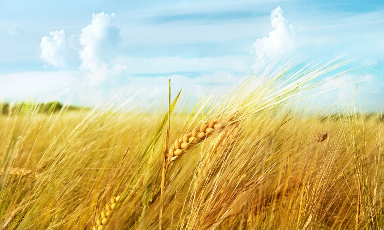 Поле с колосками пшеницы