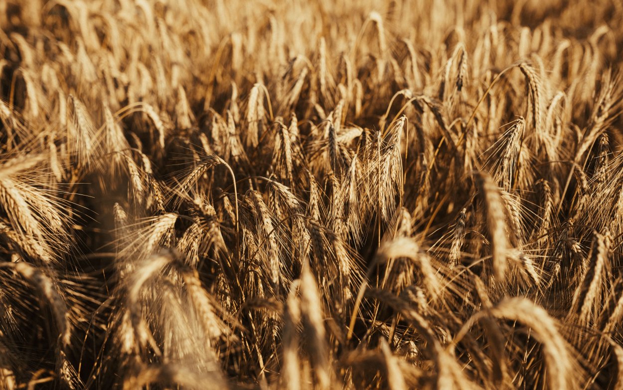 Сухая пшеница
