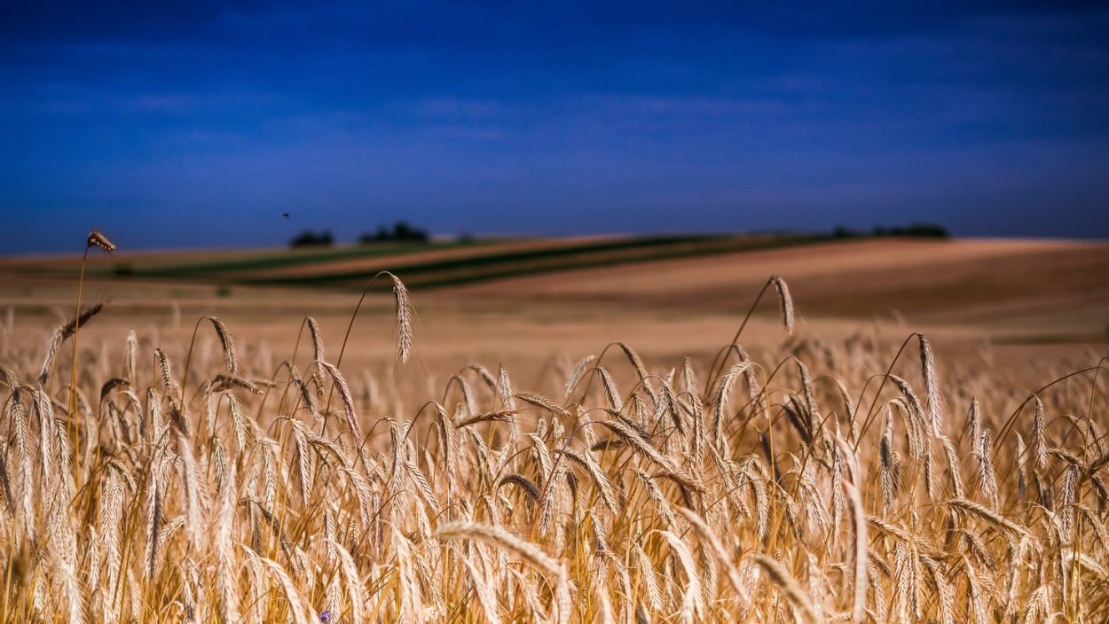 Хмельное поле