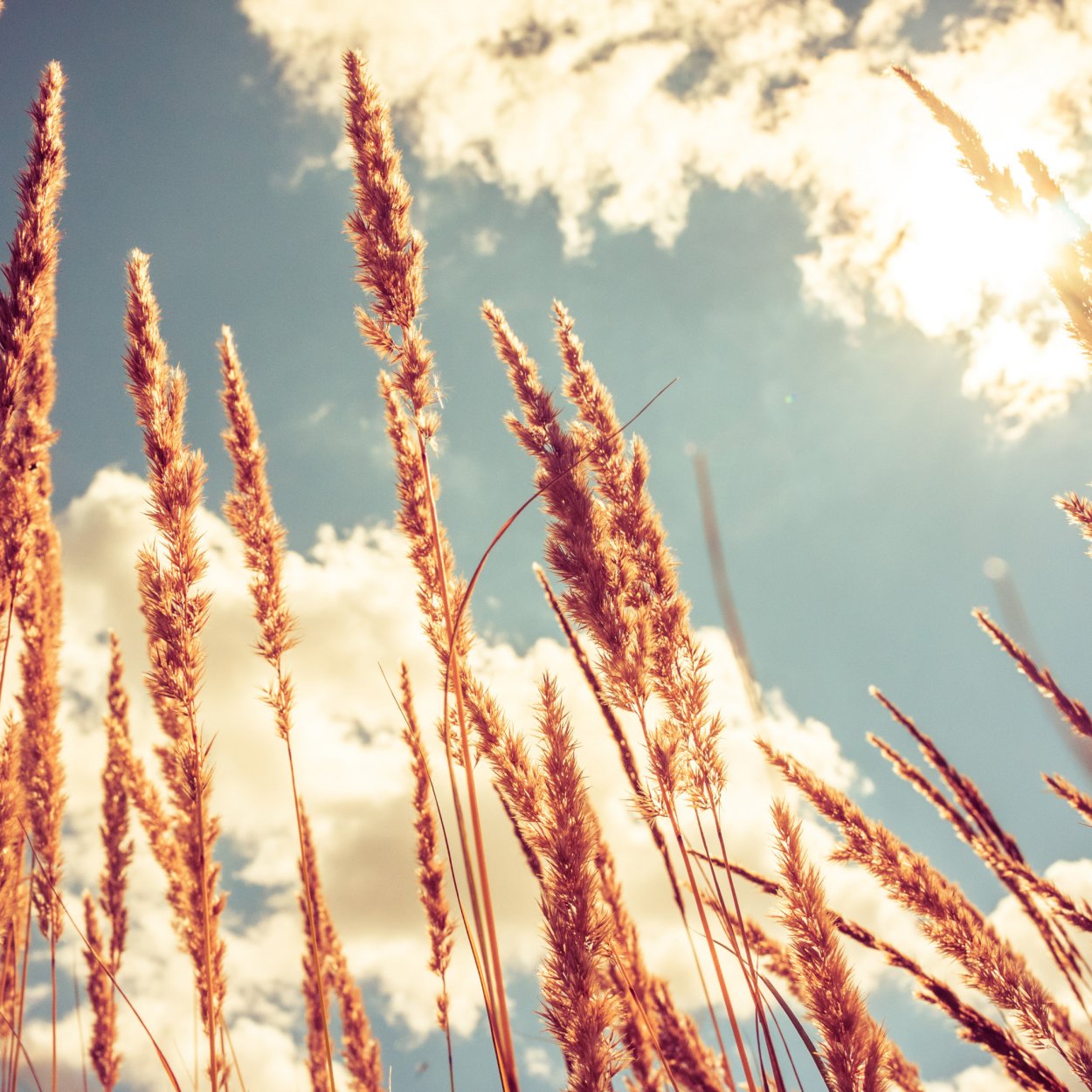 Пшеница Эстетика