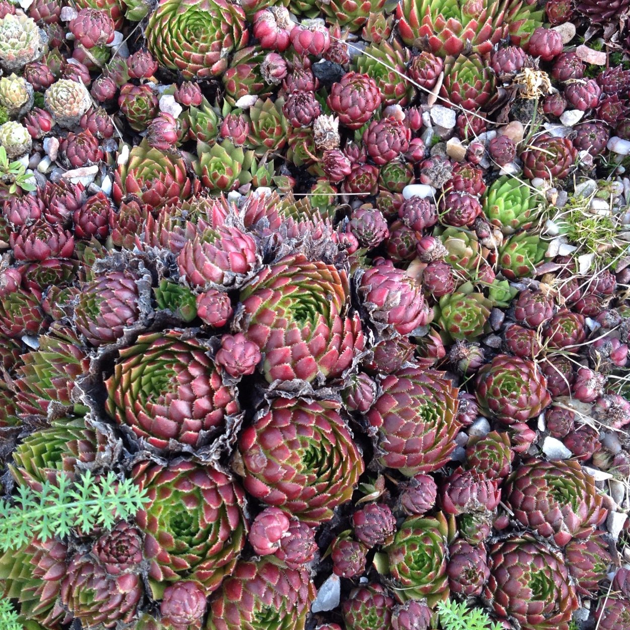Камнеломка суккулент
