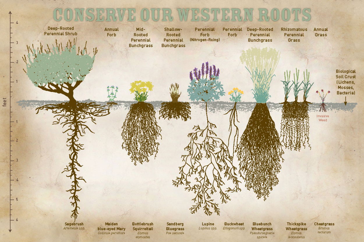 Глубина корневой системы. Глубина корневой системы деревьев. Растения с поверхностной корневой системой. Корневая система кустарников.