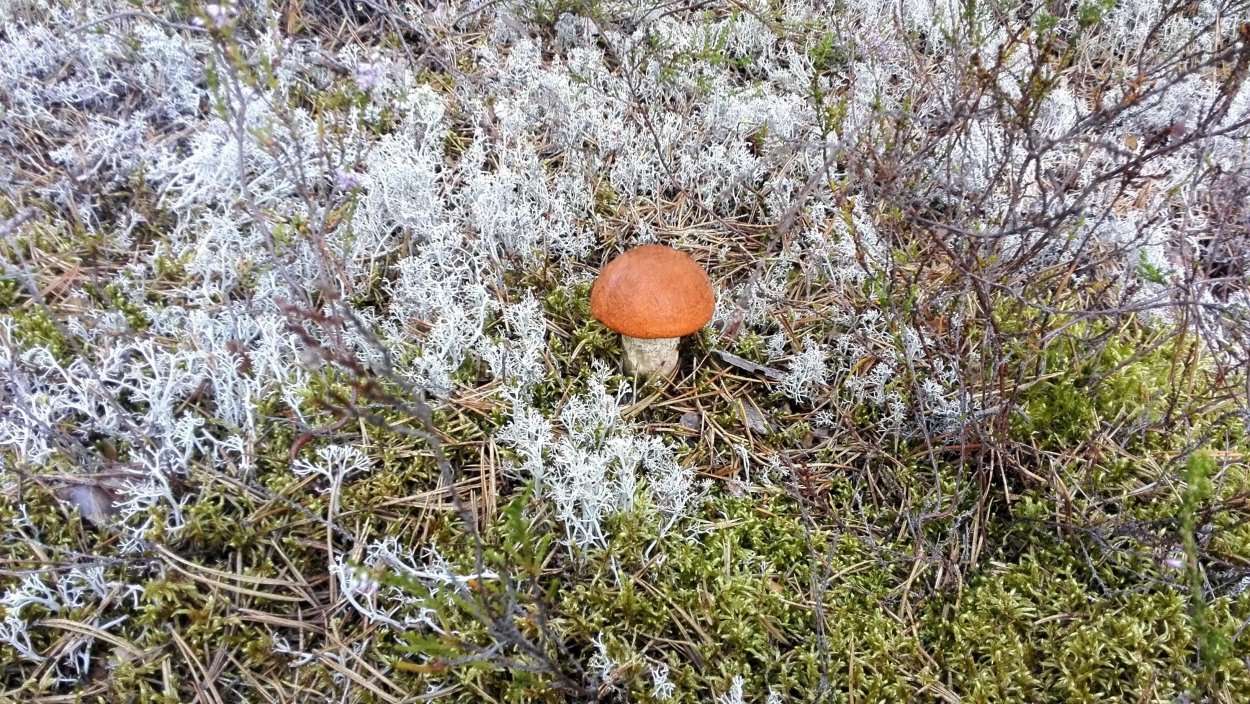 Лесной мох сфагнум