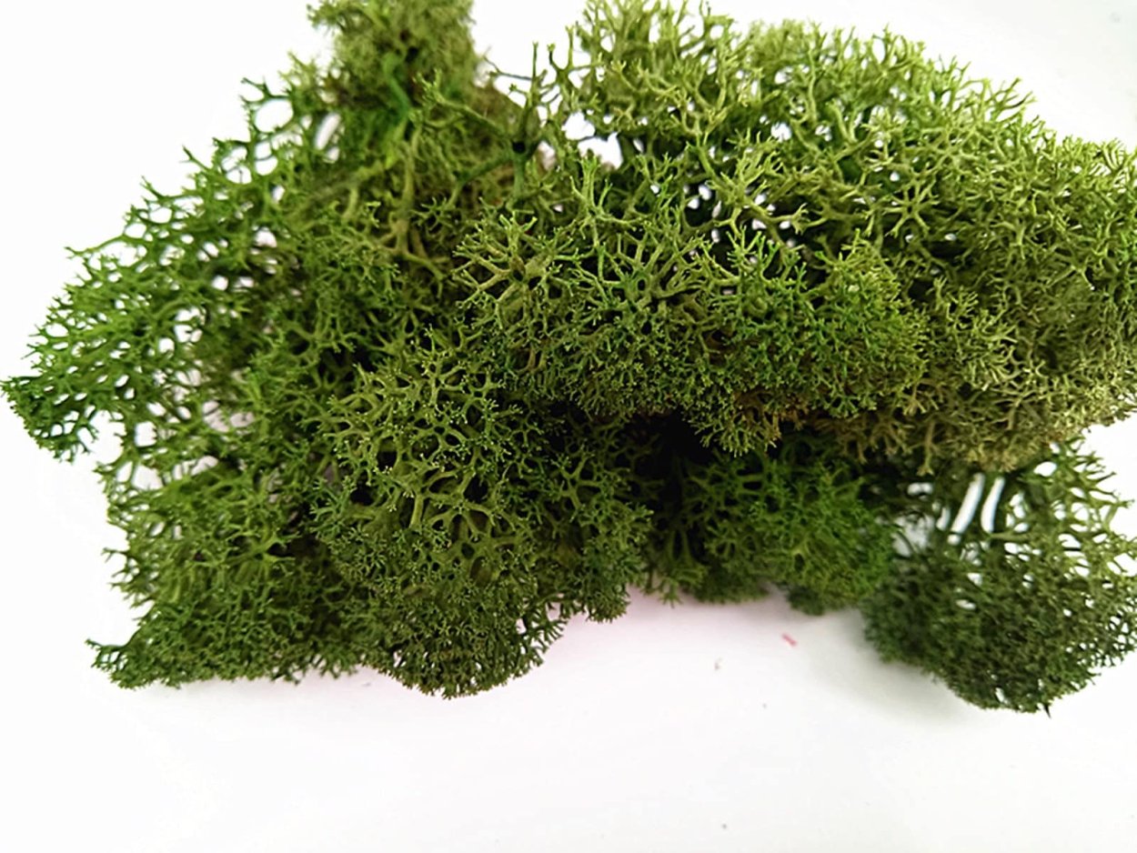 Исландский мох от кашля