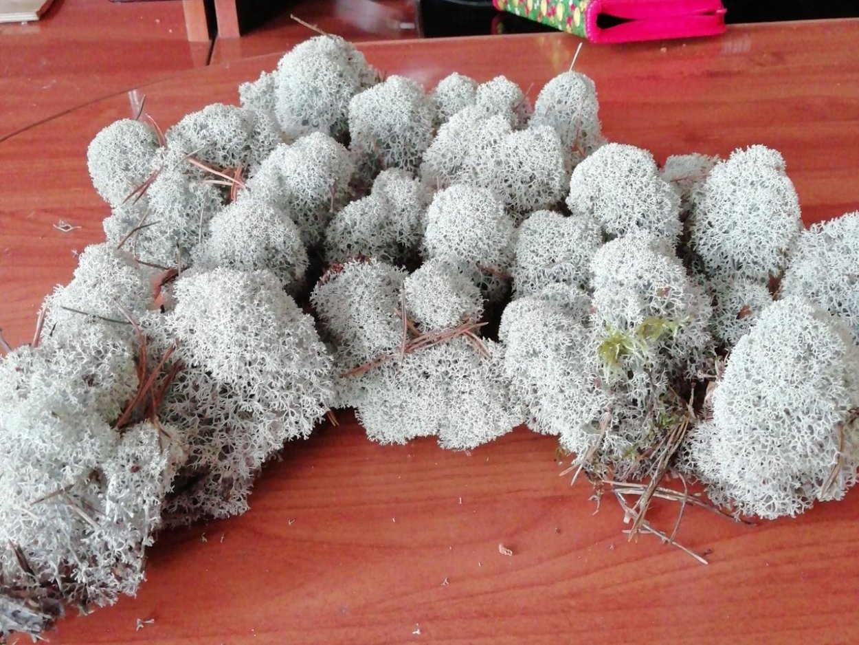 Грибы в еловом лесу