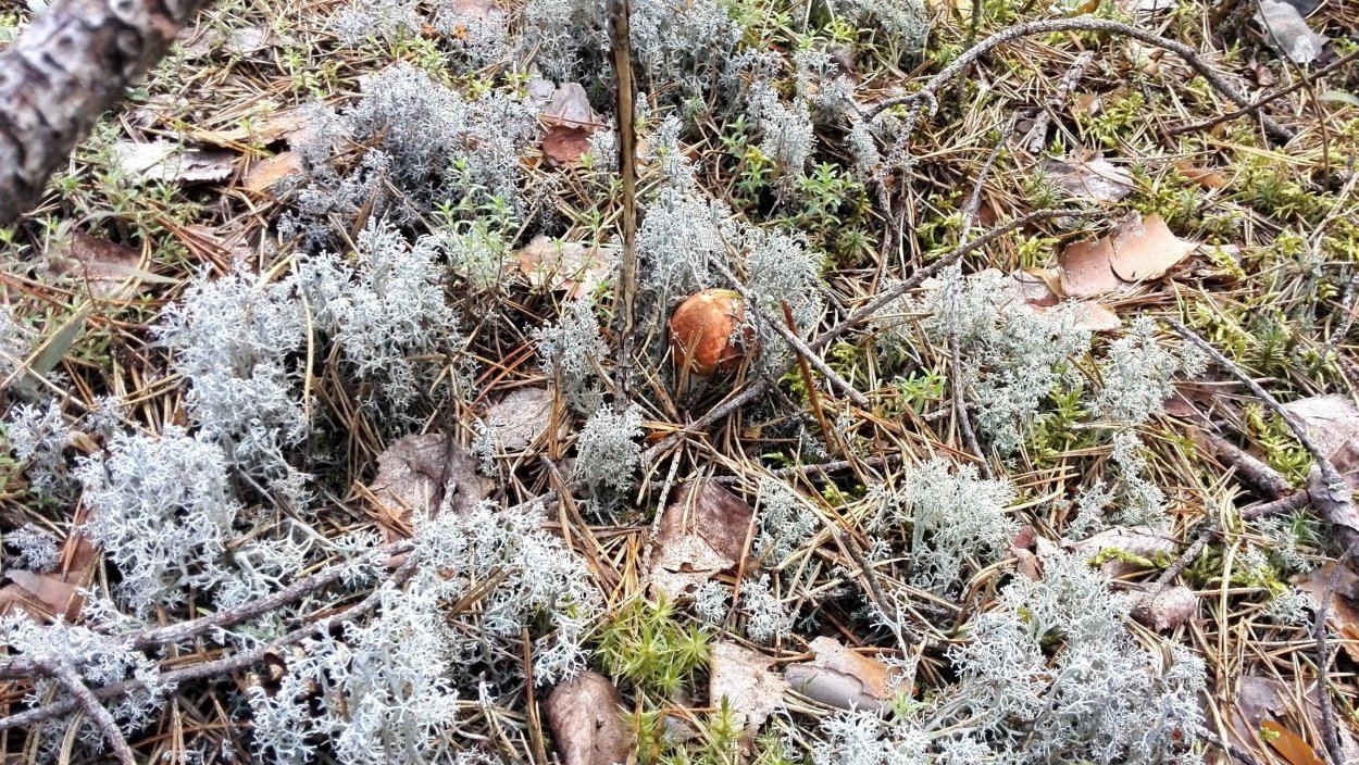 Беломошник ягель