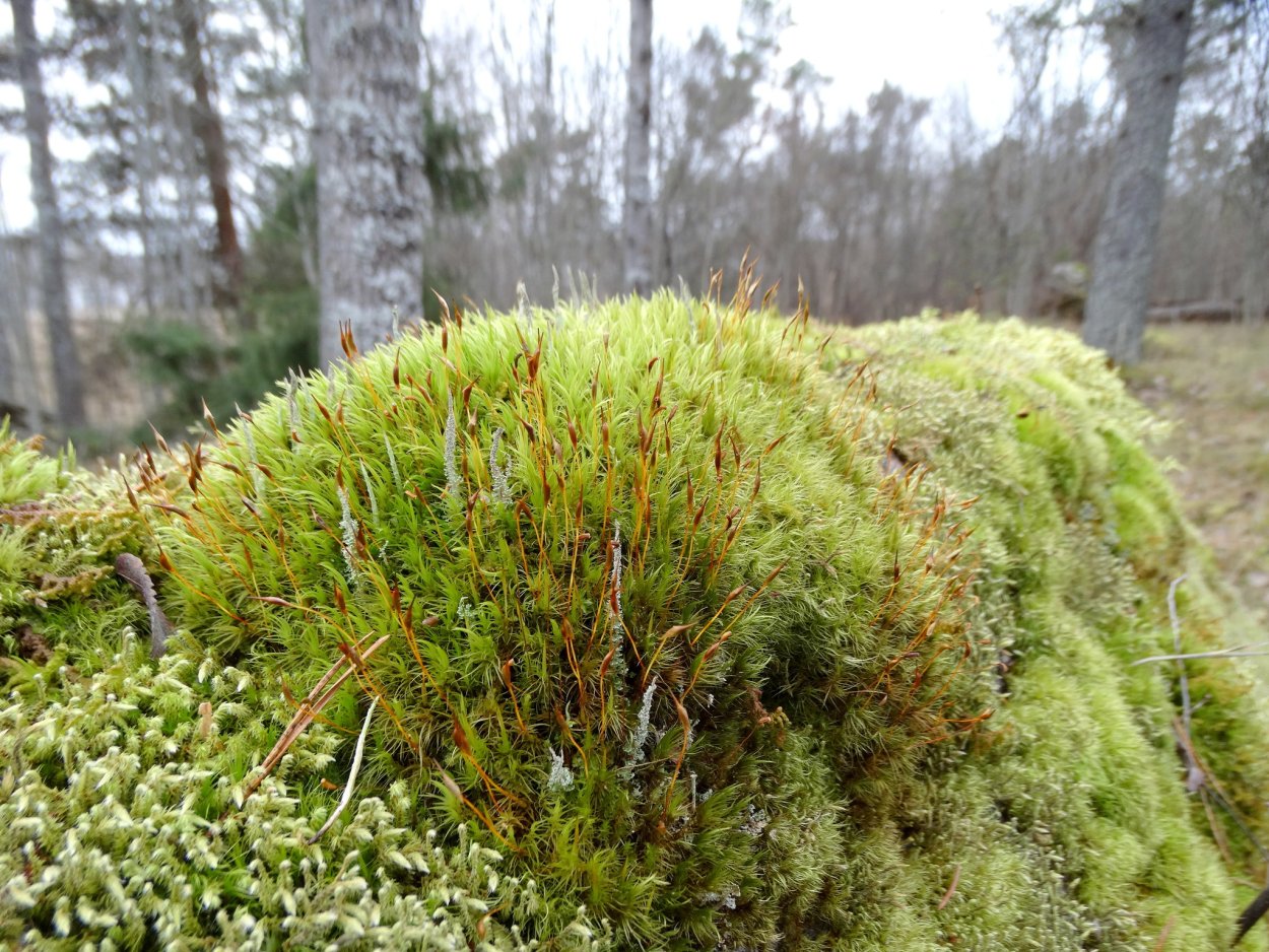 Ямал ягель ягоды