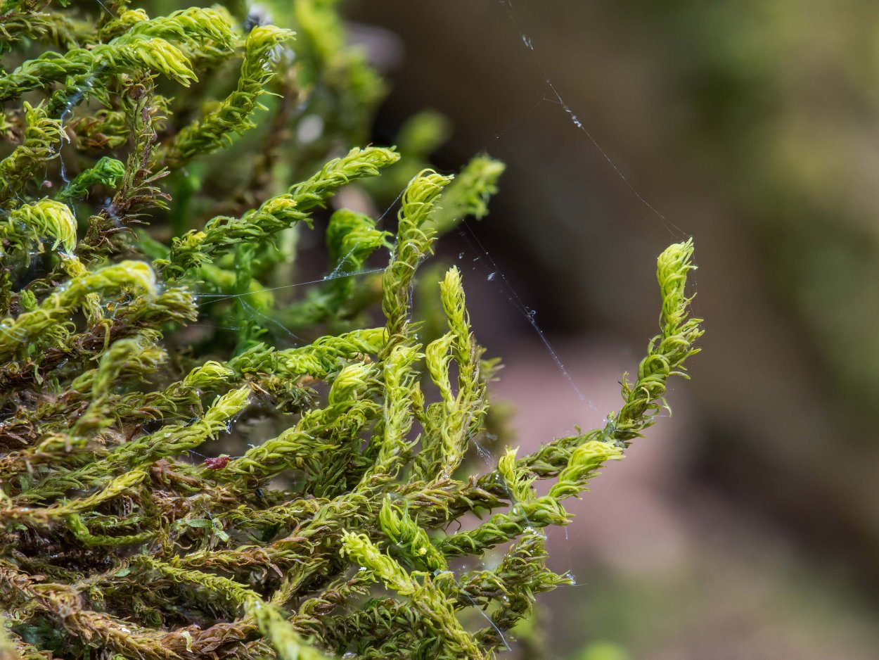 Ямал ягель растение