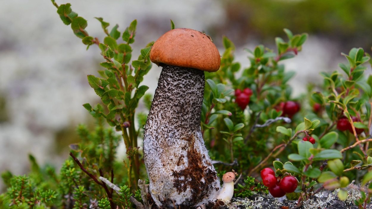 Мох сфагнум Боровой