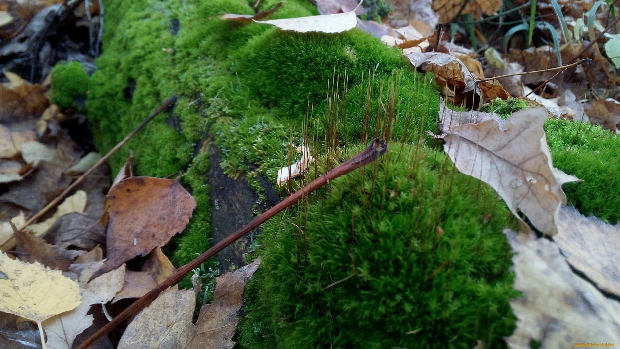 Боровой мох