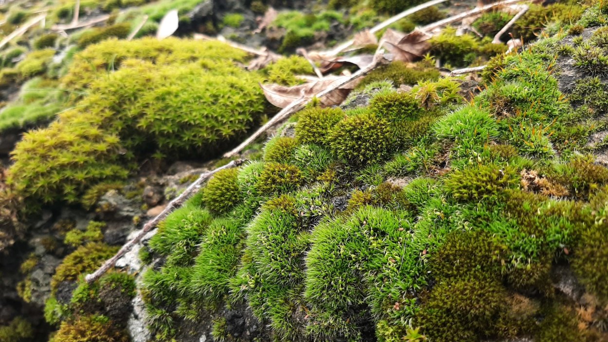 Хвощ полевой - Equisétum arvénse