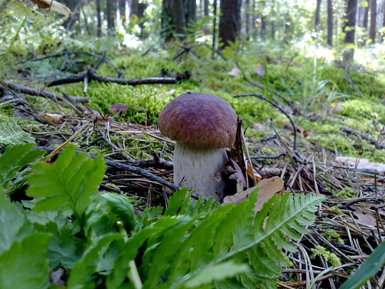 Лишайник ягель