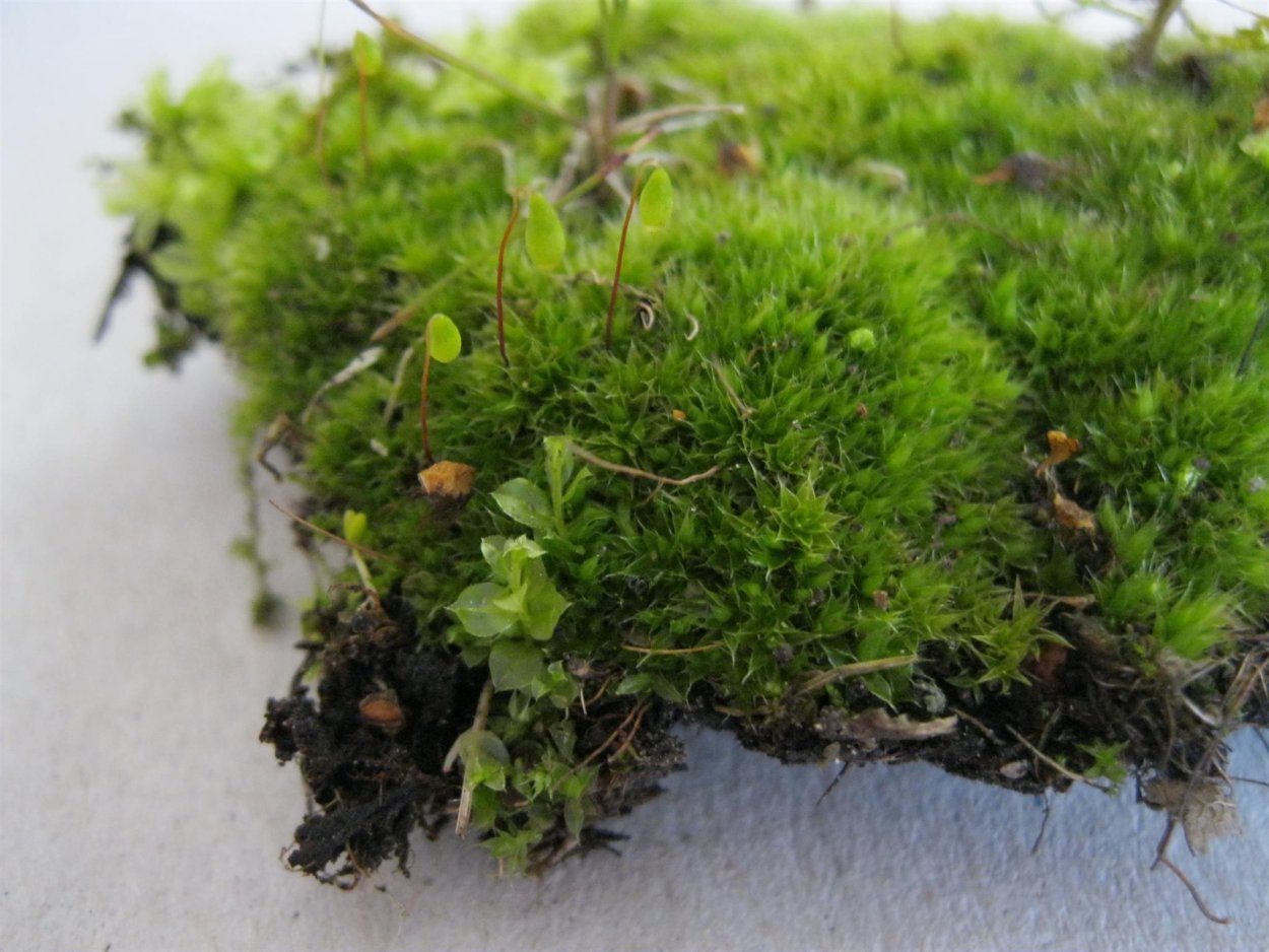 Олений мох сфагнум