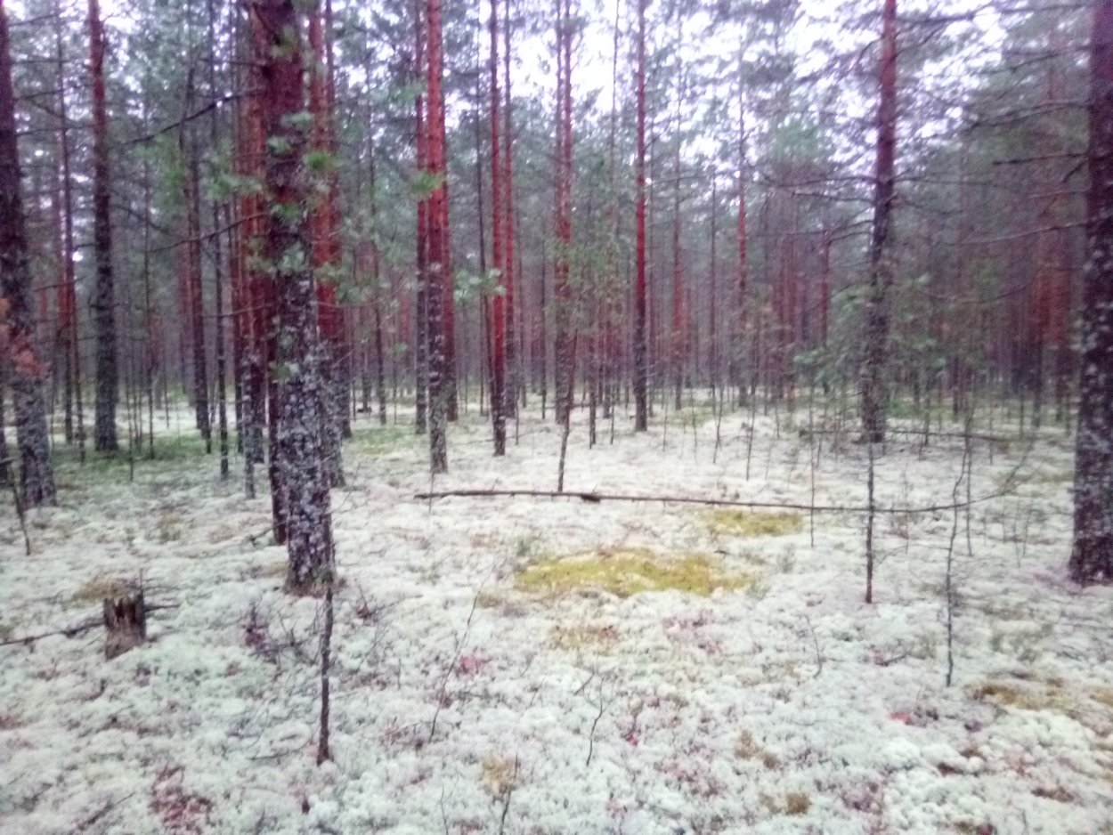 Боровой сфагнум.