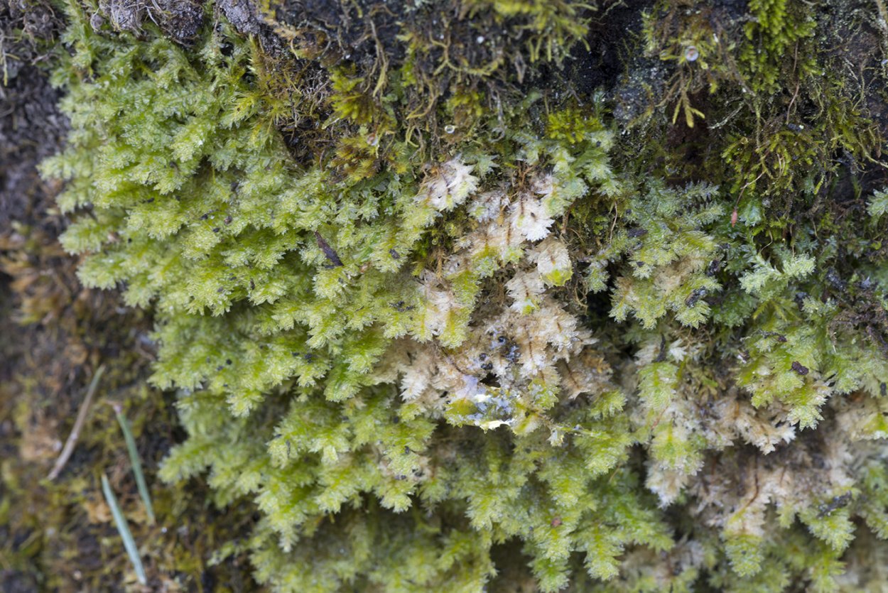 Анектангиум Ханделя